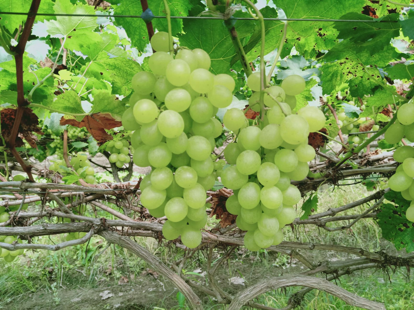 美国红提 1.5- 2斤 10%以下 1次果