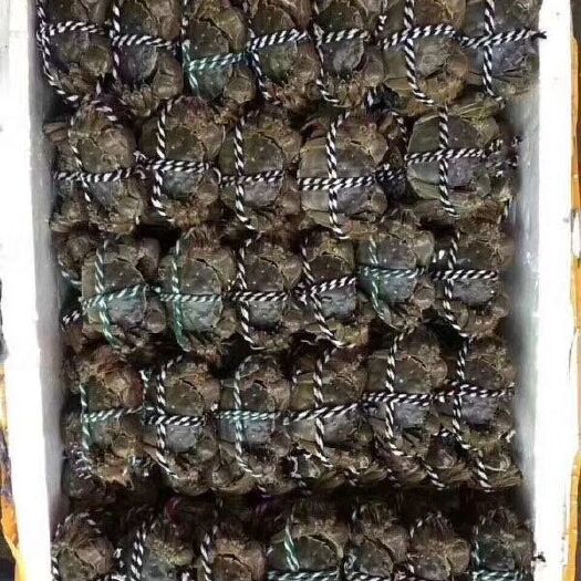 常州大闸蟹  精品螃蟹六月黄