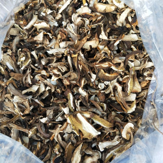 莫旗 牛肝菌蘑菇，大腿蘑菇