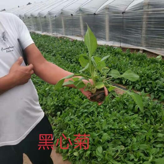 青州市黑心菊苗