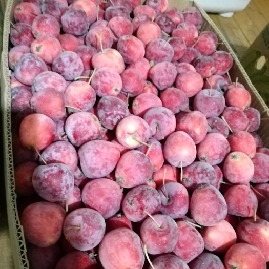 西丰县鸡心果苹果 出售优质鸡心果