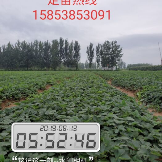 沂南县脱毒草莓苗 10~20公分 地栽苗