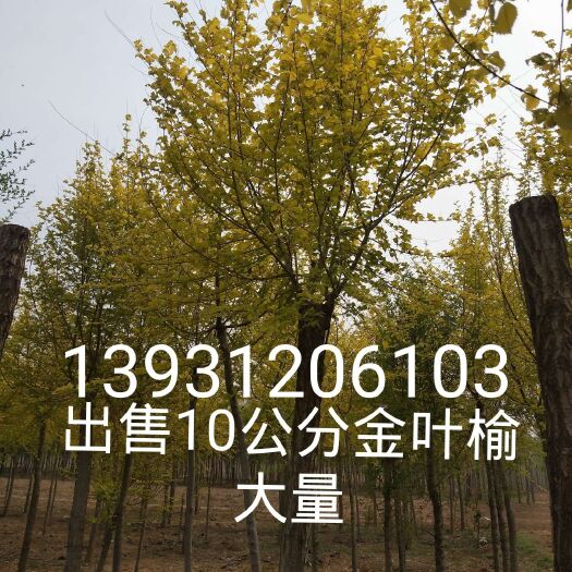 博野县出售金叶榆