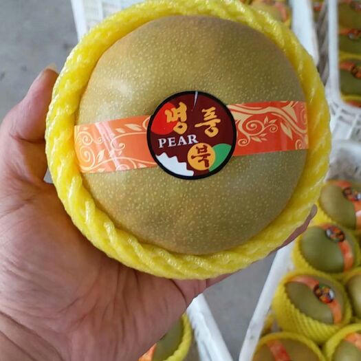 莱西市 精品韩国华山梨