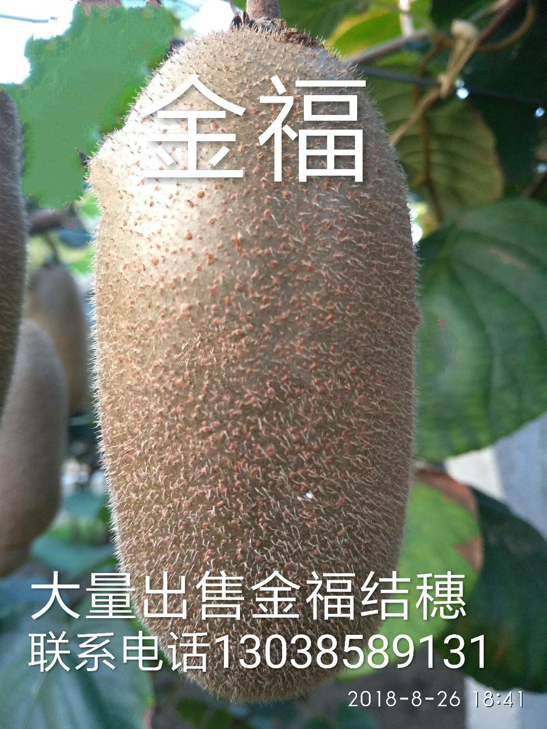 金福猕猴桃苗 大量供应金福，瑞玉结穗。大量供应猕猴桃新型砧木水阳桃苗