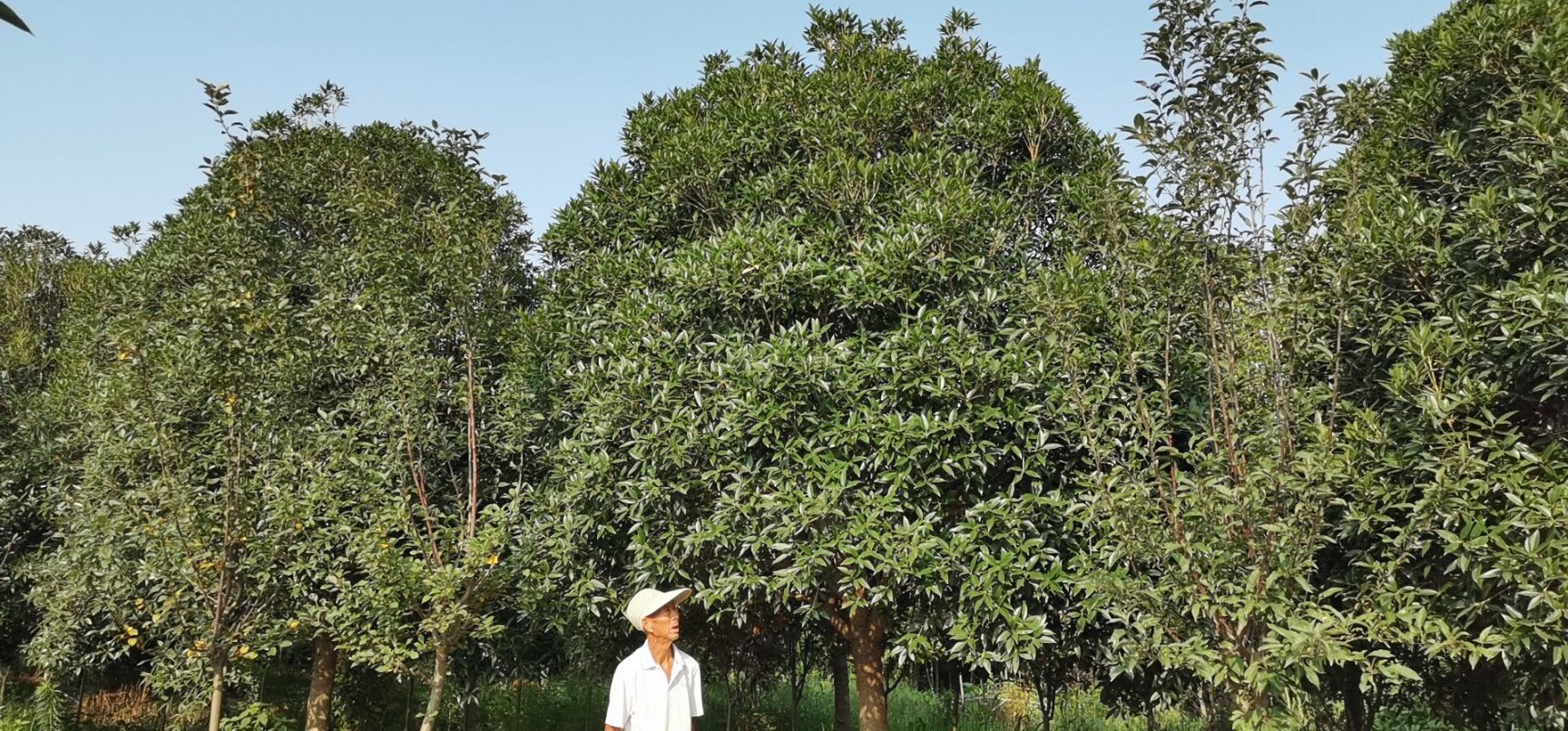 金桂 桂花，10公分到18公分