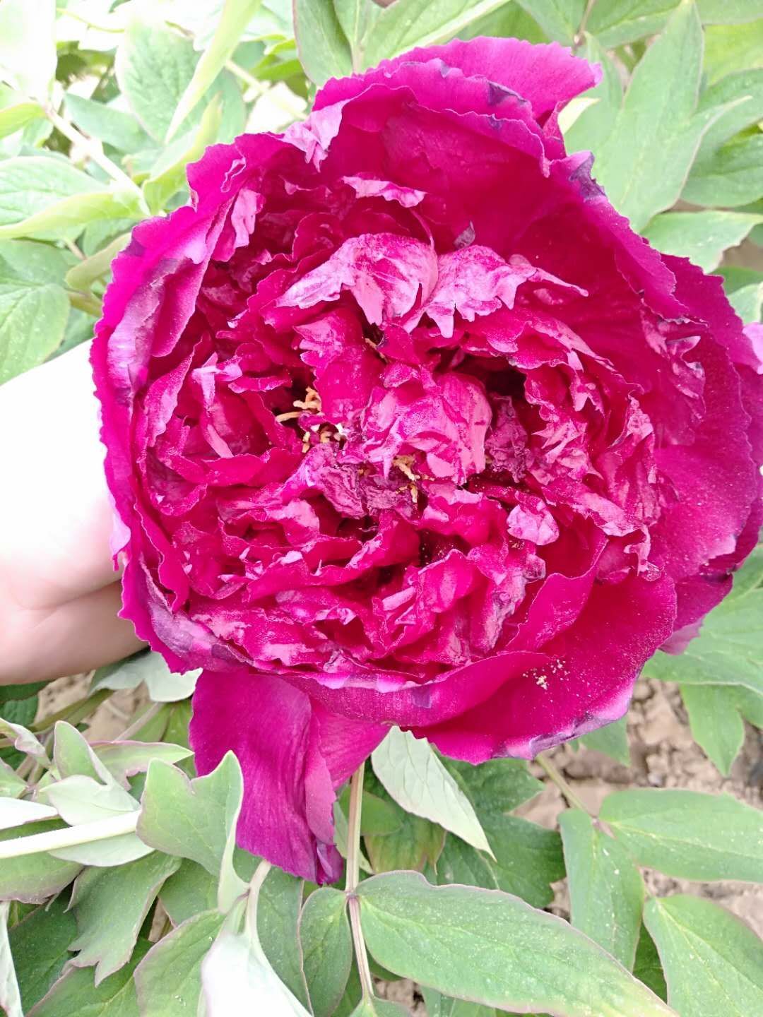 牡丹苗，精品观赏牡丹，多层花，保品种，保成活，现要现挖