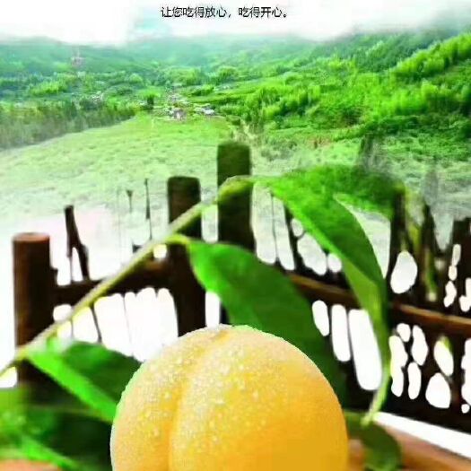 炎陵县 炎陵黄桃