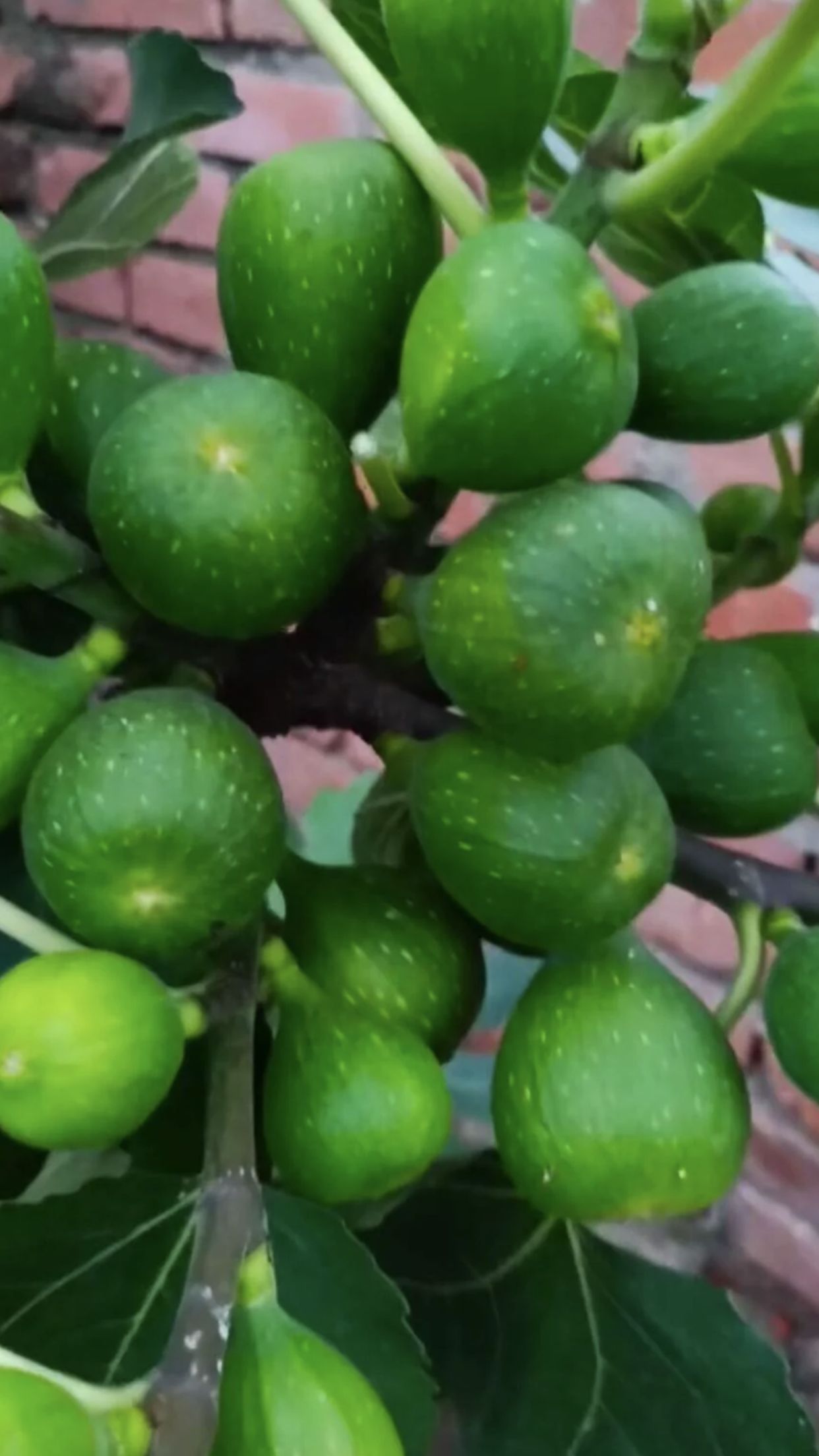 布兰瑞克苗 无花果苗 布兰瑞克、波姬红、包品种包成活产量高
