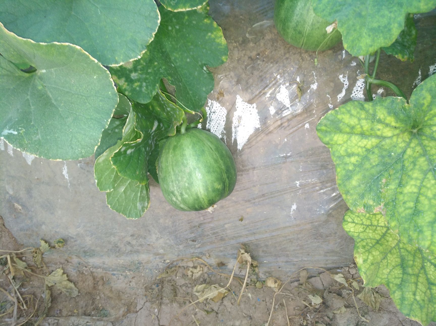  临潼区绿宝甜瓜