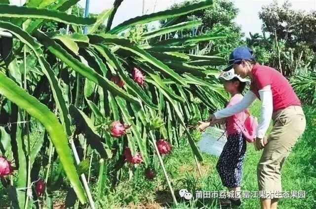 莆田 现摘红心火龙果 新鲜红肉中大果水果