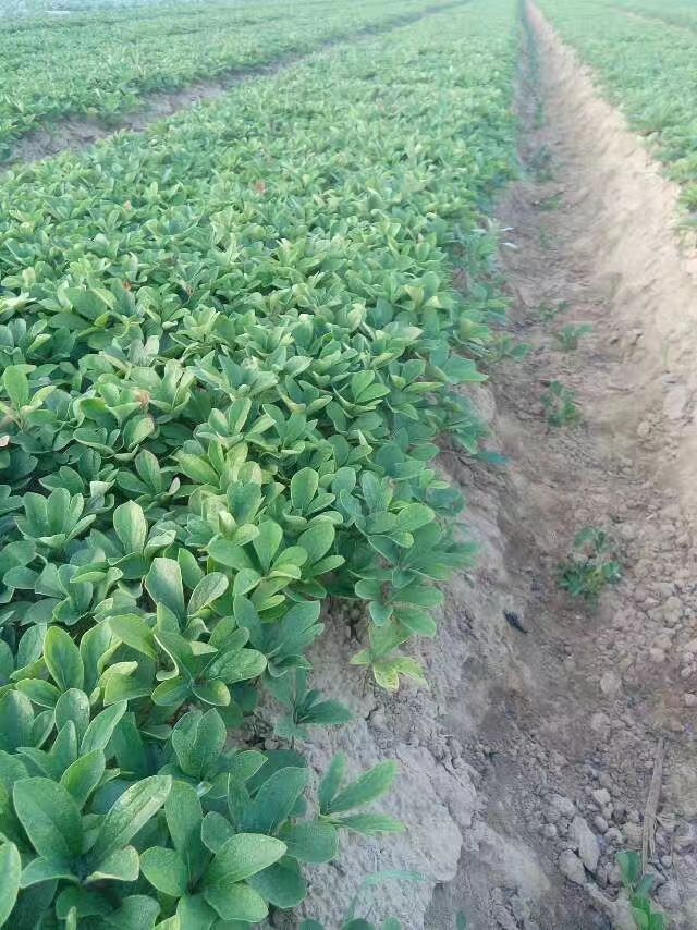 牡丹苗，牡丹苗，油用牡丹苗，保证质量，现要现挖