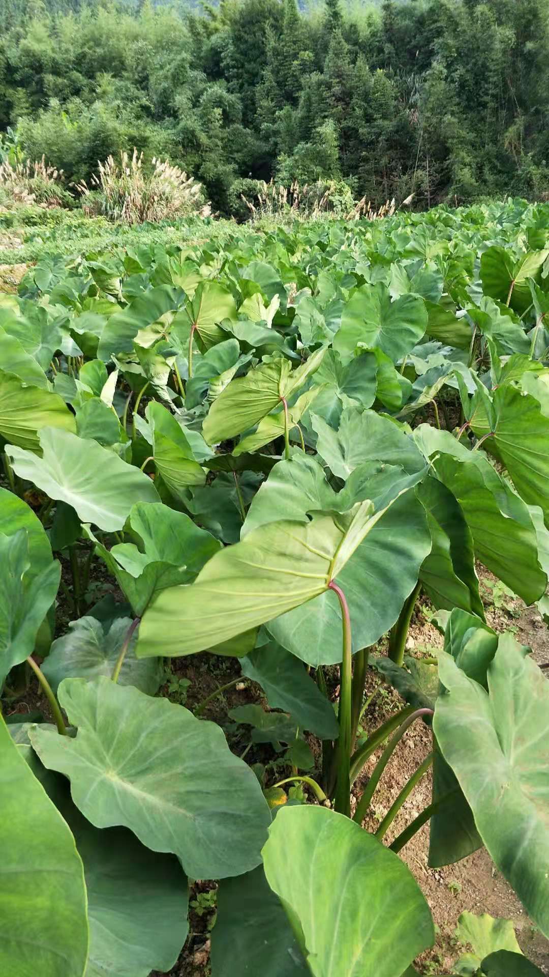  红牙芋  红牙芋头   本地红牙芋