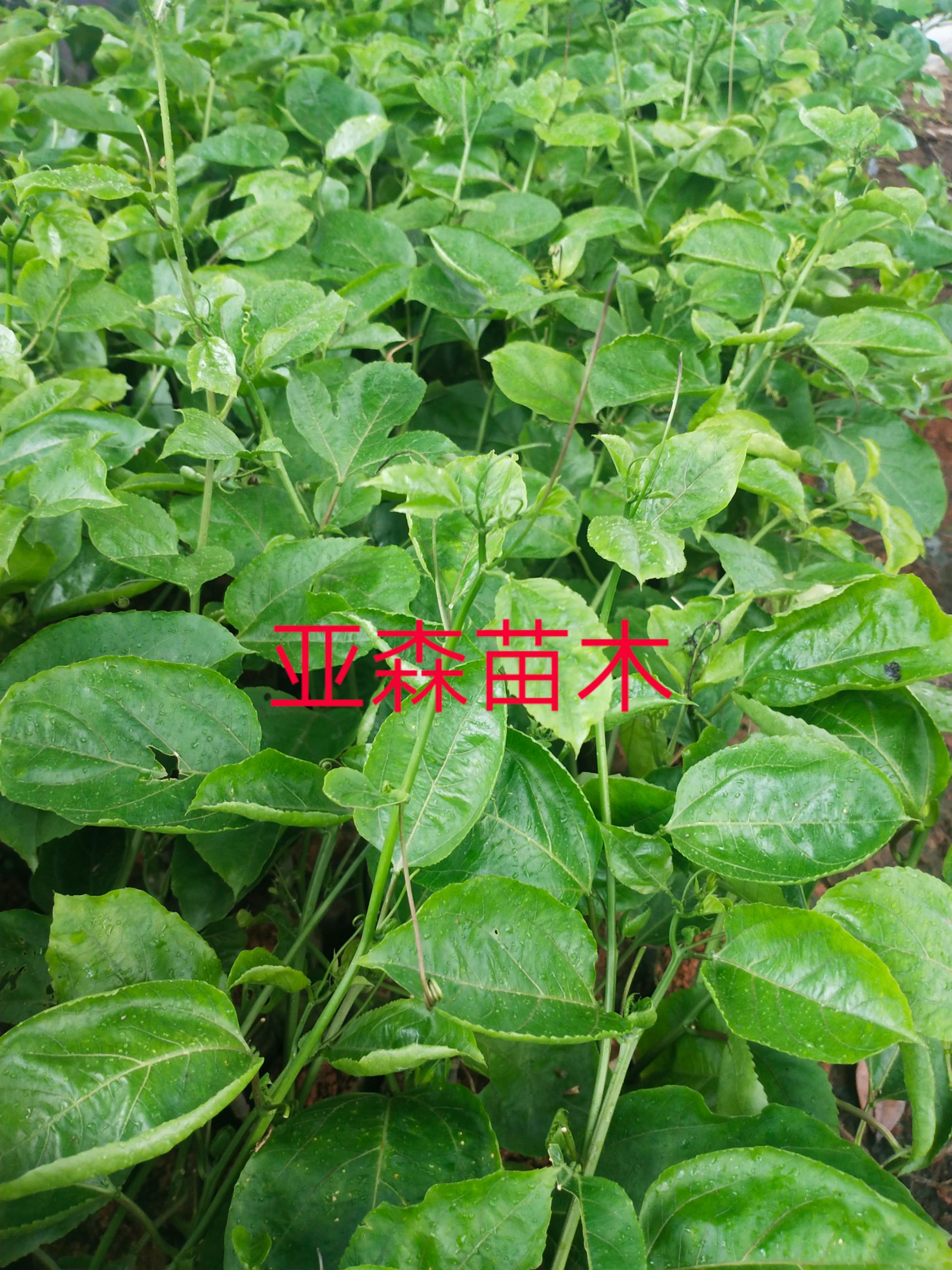 黄金百香果苗 芭乐味黄金百香果嫁接苗、正宗纯甜高产品种，果肉香甜，美味可口