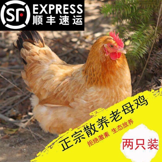 南昌县鸡肉类 正宗散养老母鸡2年现杀现卖发顺丰快递