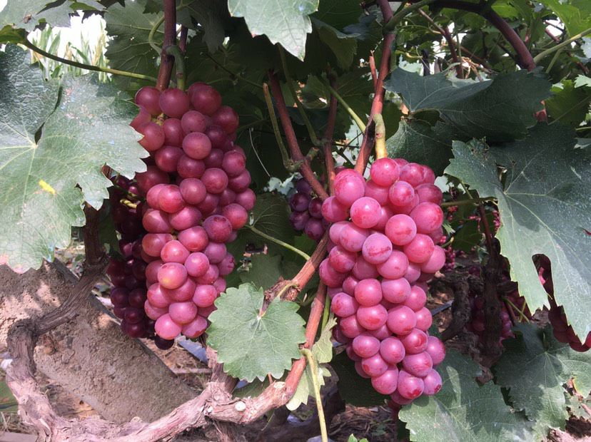  鲁东市场第一大葡萄产区