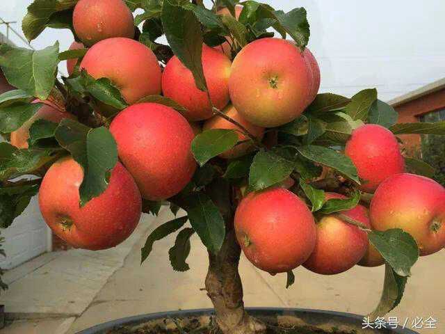 苹果盆栽 盆景矮化盆栽苹果免费提供技术，诚信经营假一赔十！