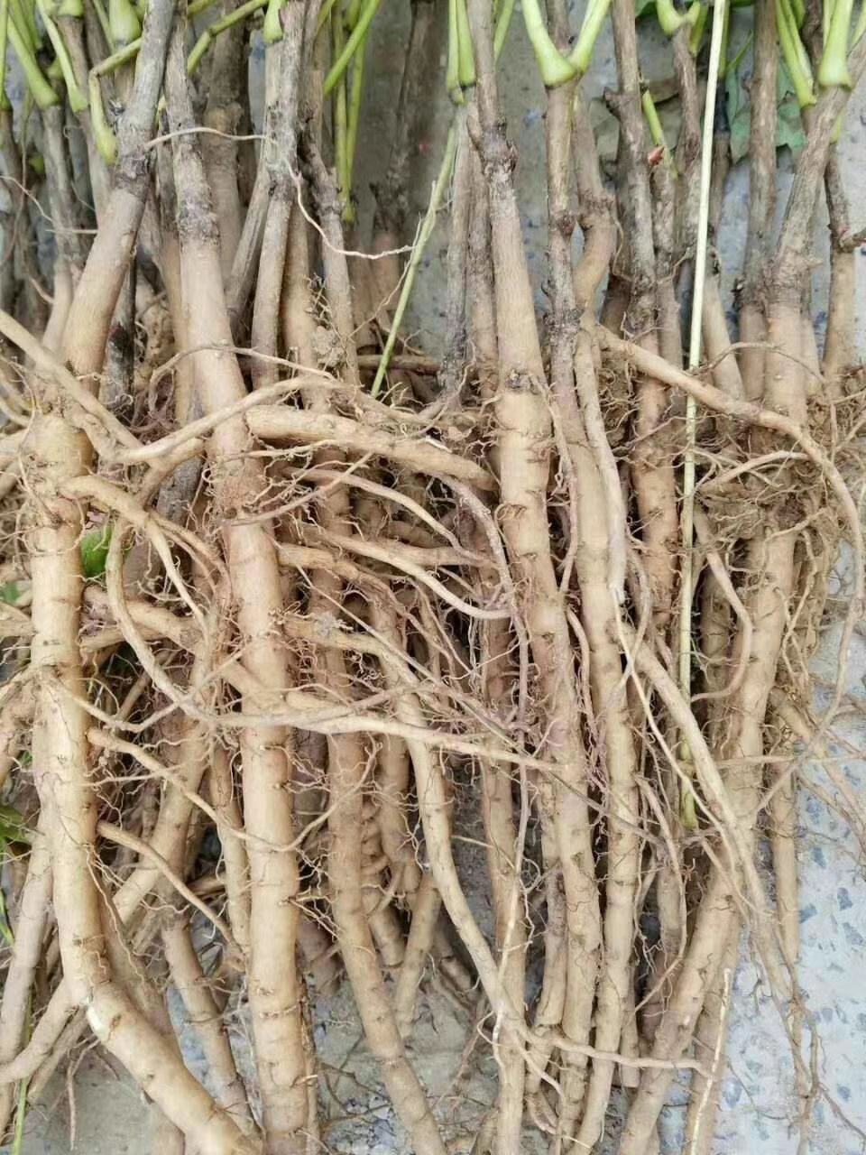 牡丹苗，牡丹苗，油用牡丹苗，保证质量，现要现挖