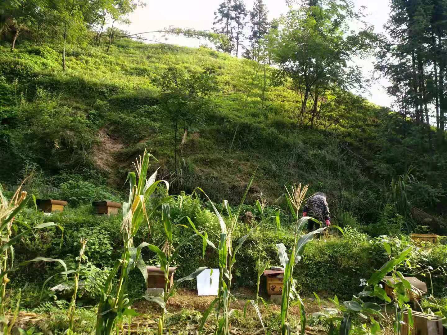  正宗纯野生蜂蜜，深山老林的天然蜂蜜。假一赔十