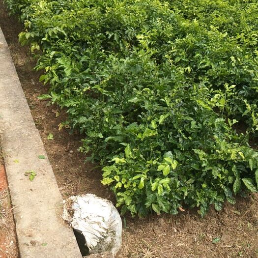 酸黄皮苗 大量供应黄皮直生苗，占地苗。
