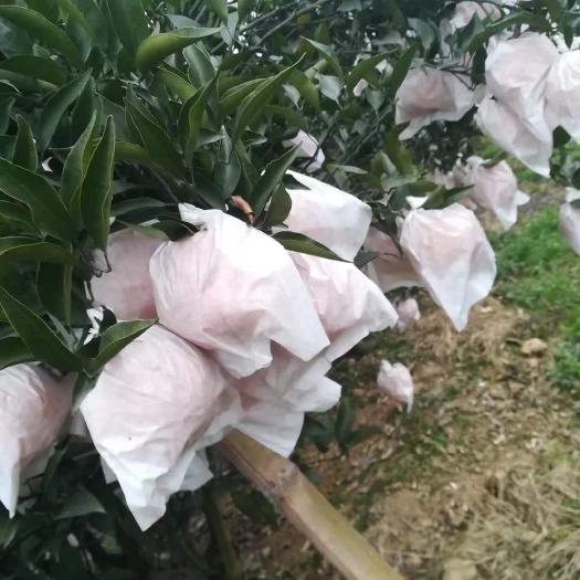 邛崃市 耙耙柑