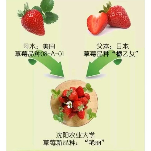 凤城市艳丽草莓苗 专业育苗，质量可靠。品种优良，抗病能力强，产量高春季种苗预订