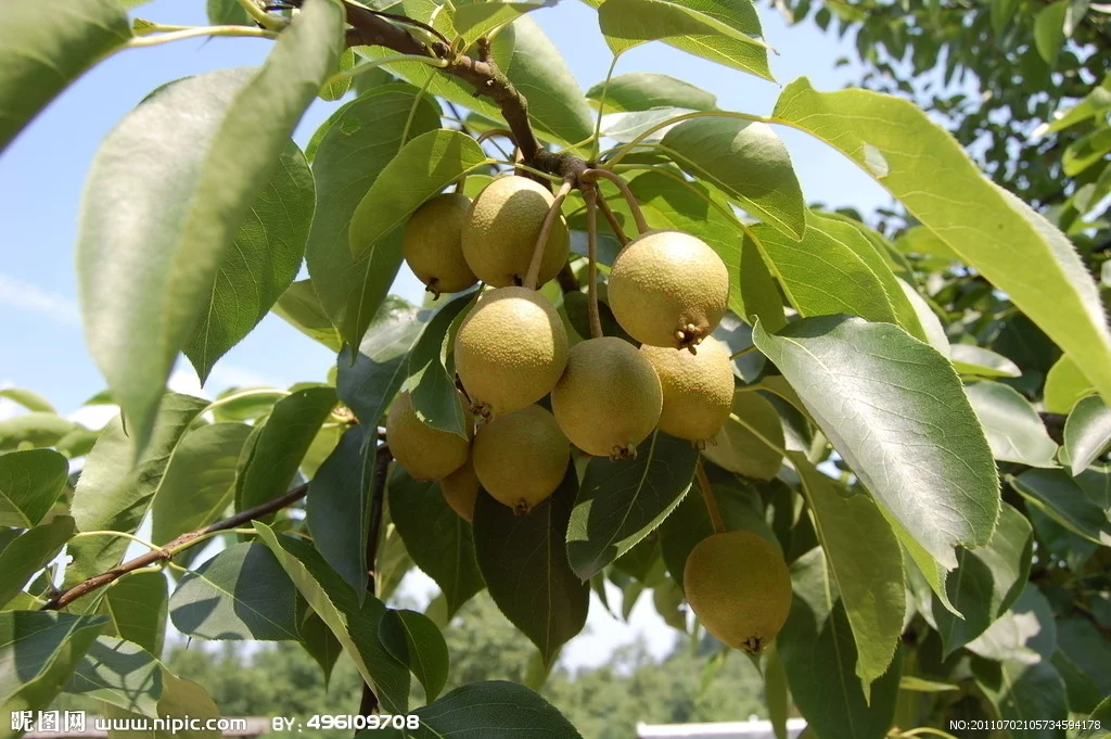  山东冠县鸭梨，沣水梨，皇冠梨，直销地