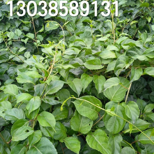 周至县金福猕猴桃苗 大量供应金福，瑞玉结穗。大量供应猕猴桃新型砧木水阳桃苗