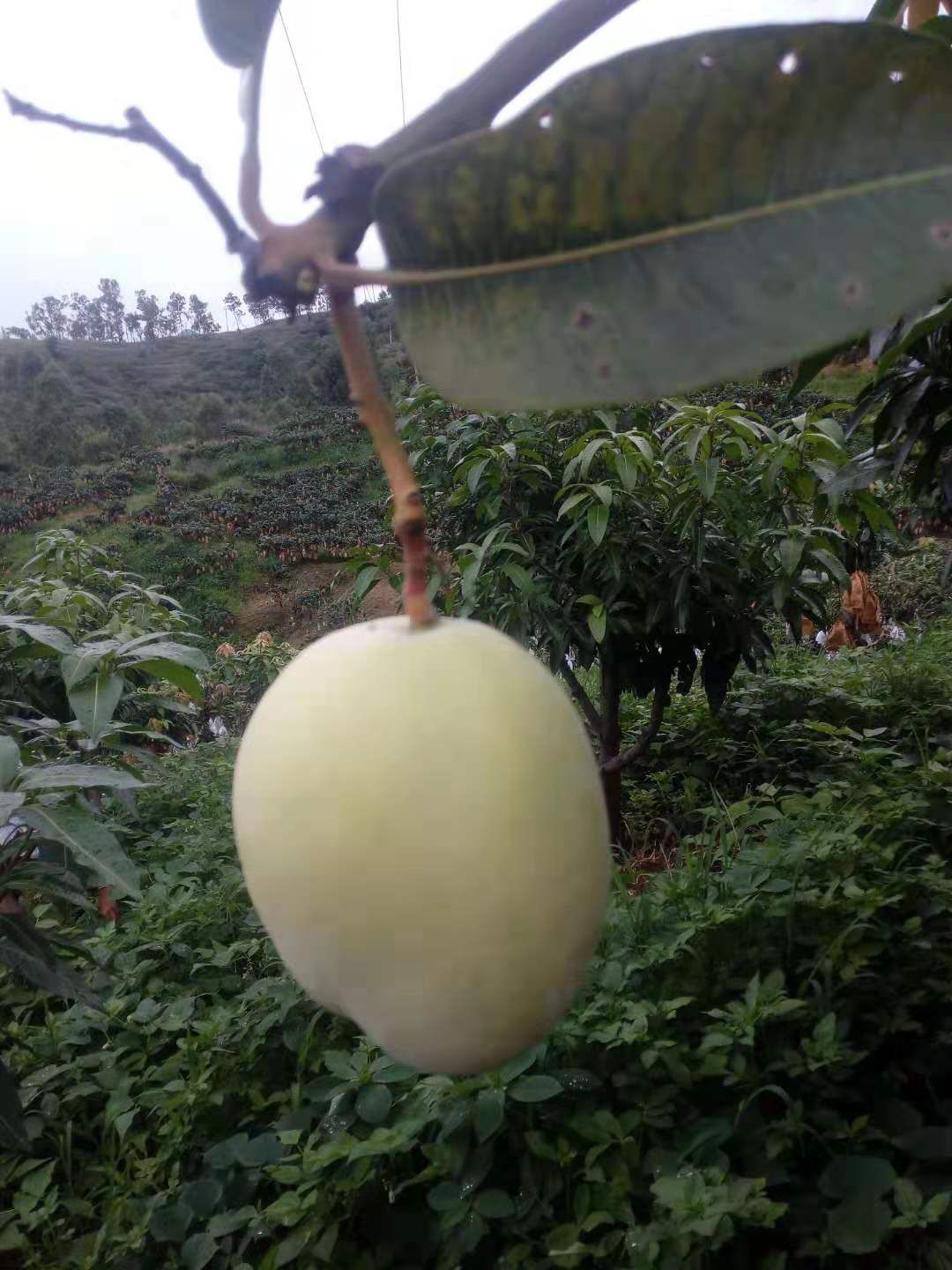  攀枝花芒果（凯特）