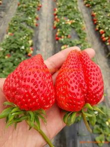妙香草莓苗 妙香草莓口感甜个头大产量高脱毒苗成活率高
