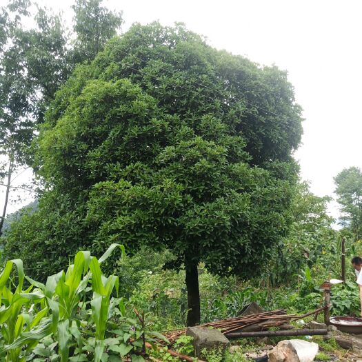 沙洋县紫桂花树 米径38公分桂