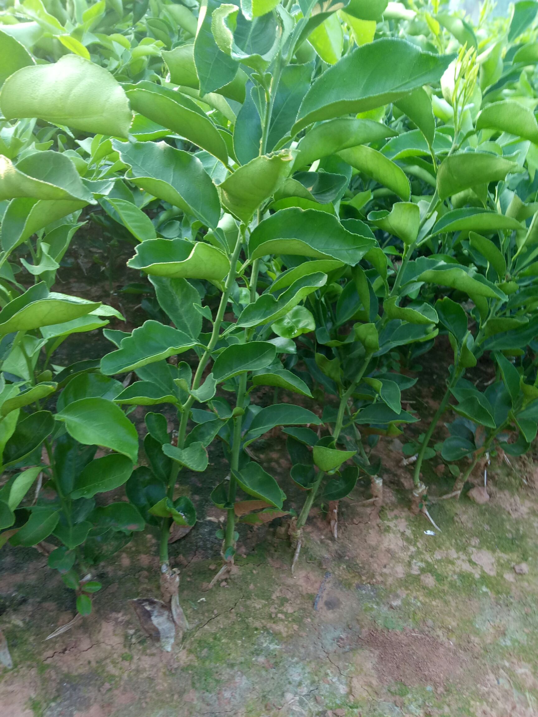 091无核沃柑苗 嫁接苗 0.35~0.5米