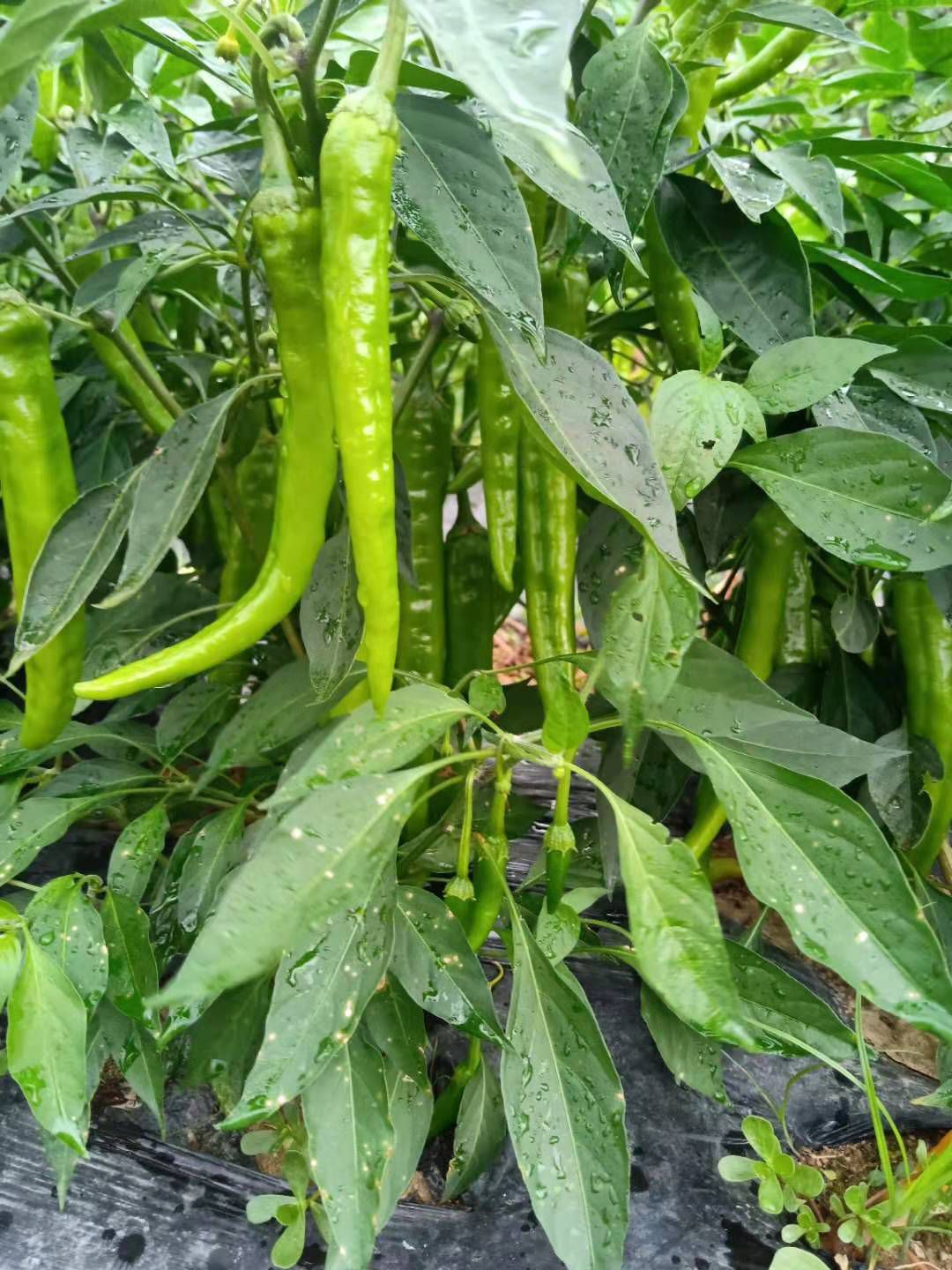 新一代辣椒 混装通货 微辣 红色