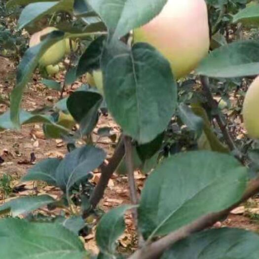 宜川县 嘎啦苹果熟了