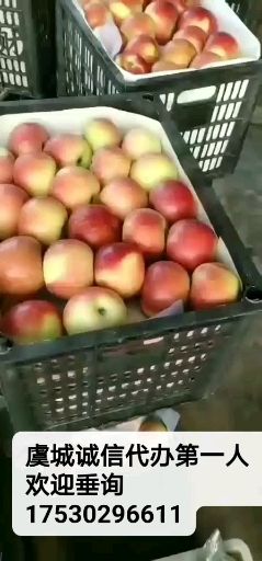 美八苹果 冰糖心富士