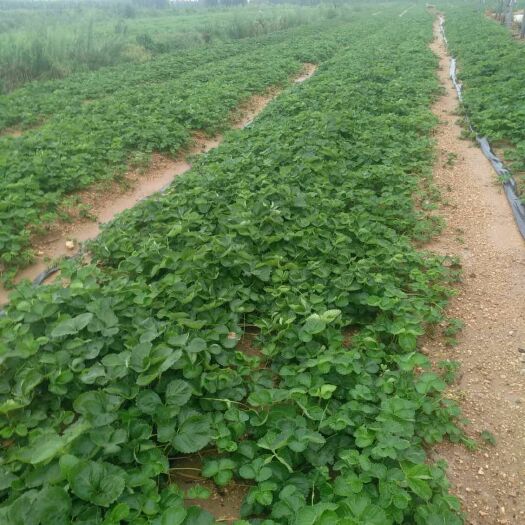 沂水县甜查理草莓苗 10~20公分 地栽苗