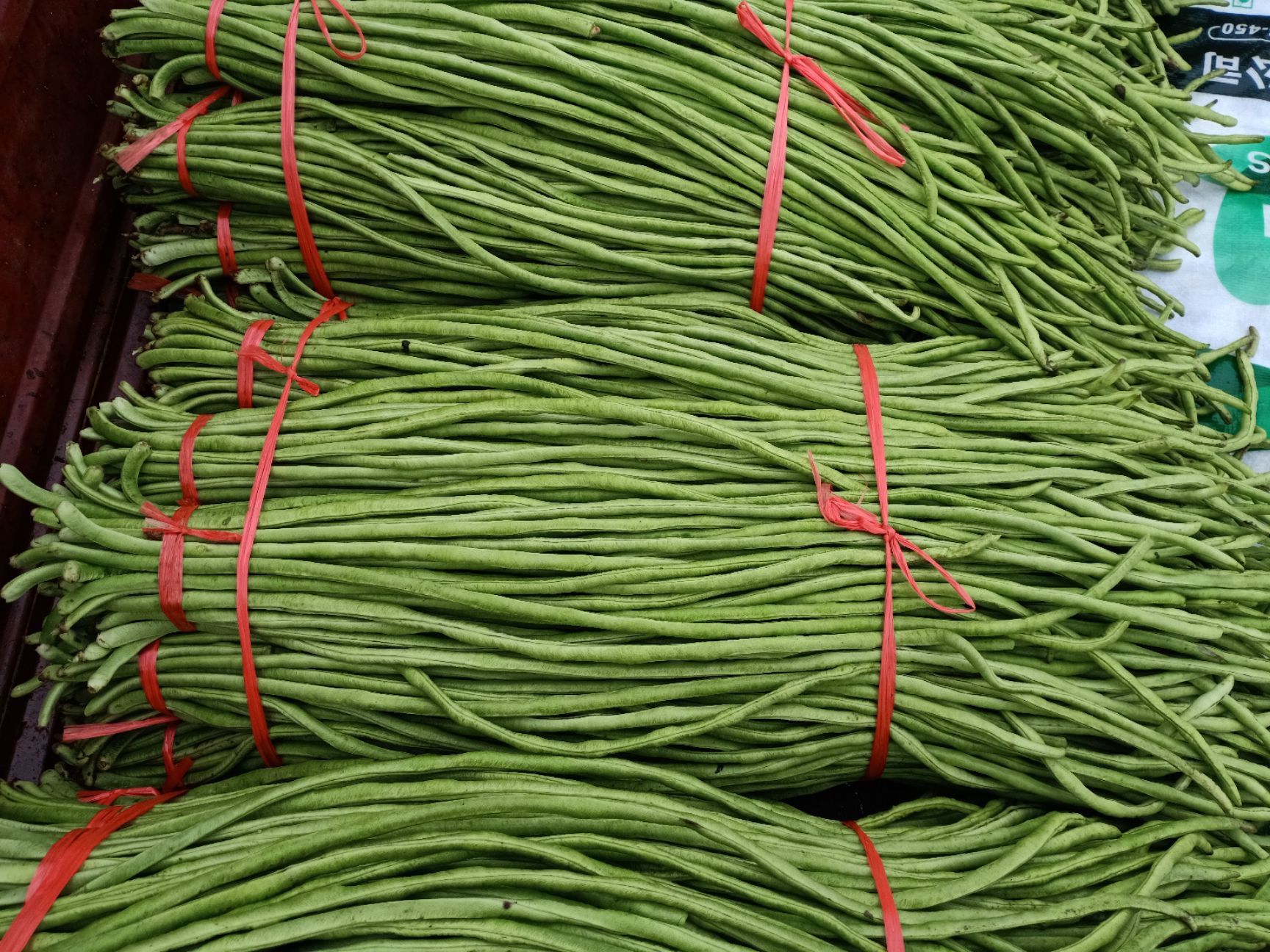 尖椒 各种蔬菜大量供应！质量保证