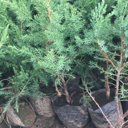 鲁山县 刺柏杯苗50～80公分，大量现货，有需要联系。