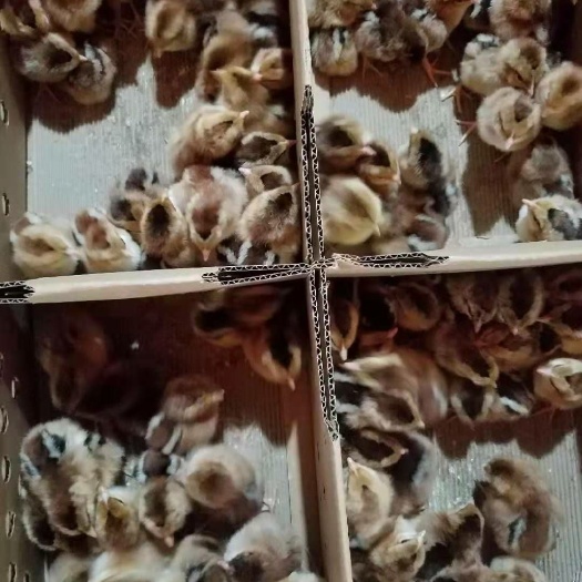 南宁土鸡苗 统货