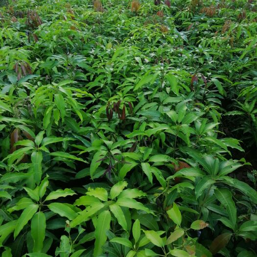 保山景东晚熟芒果苗