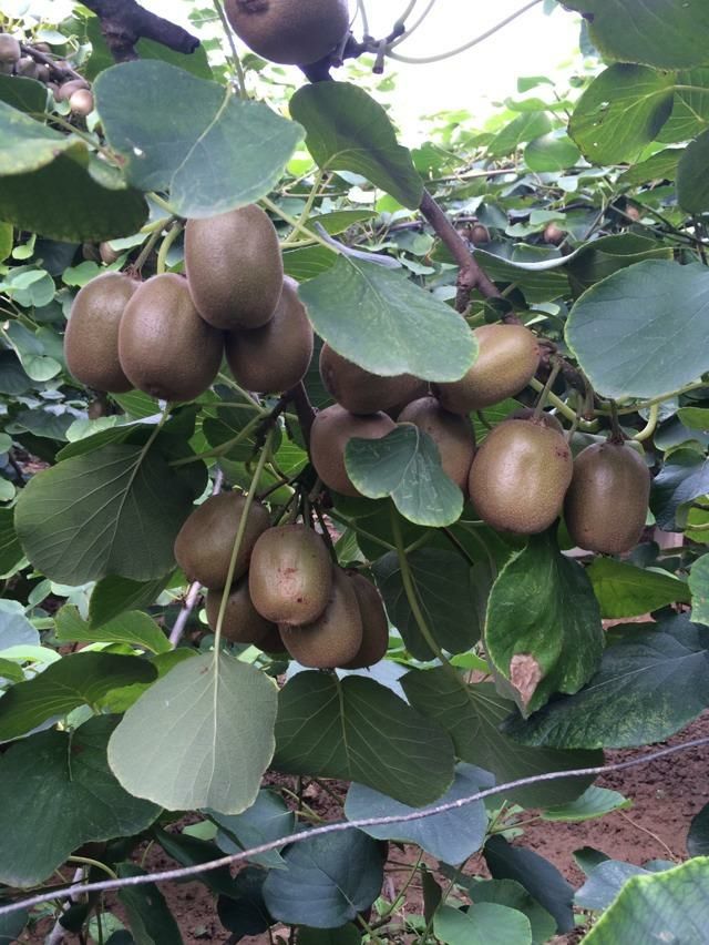  博山源泉猕猴桃