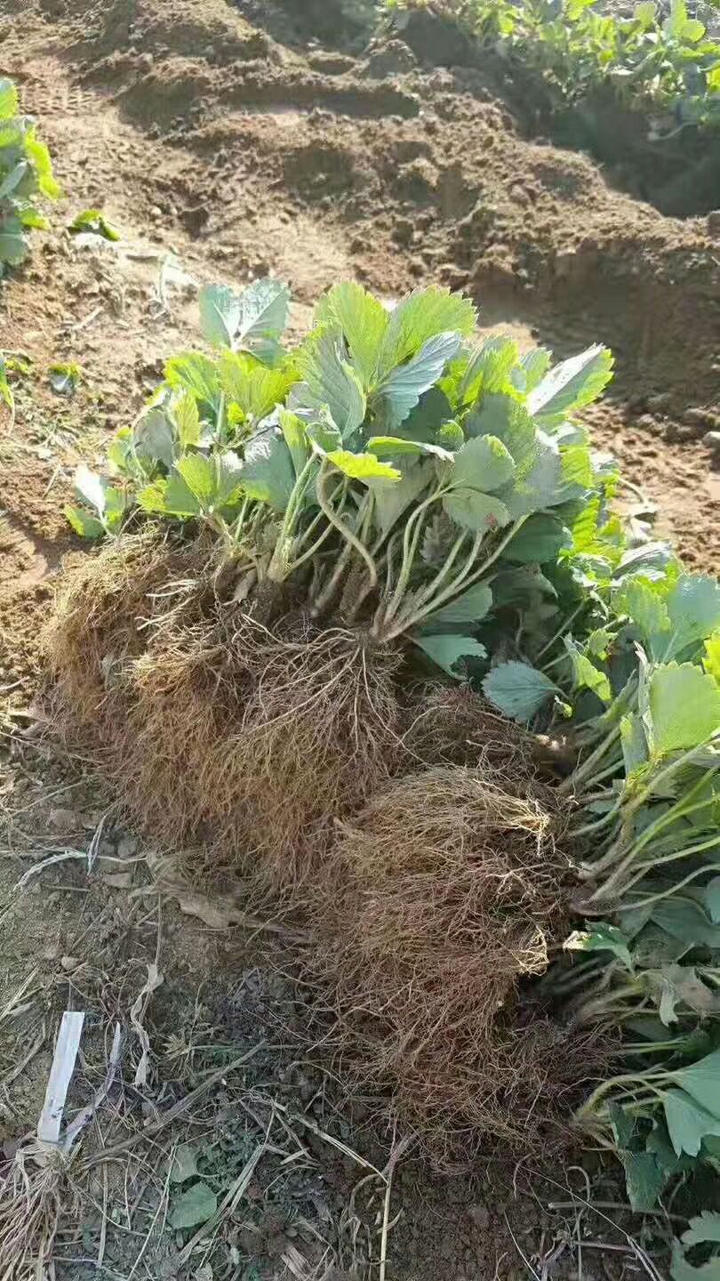  妙香草莓苗