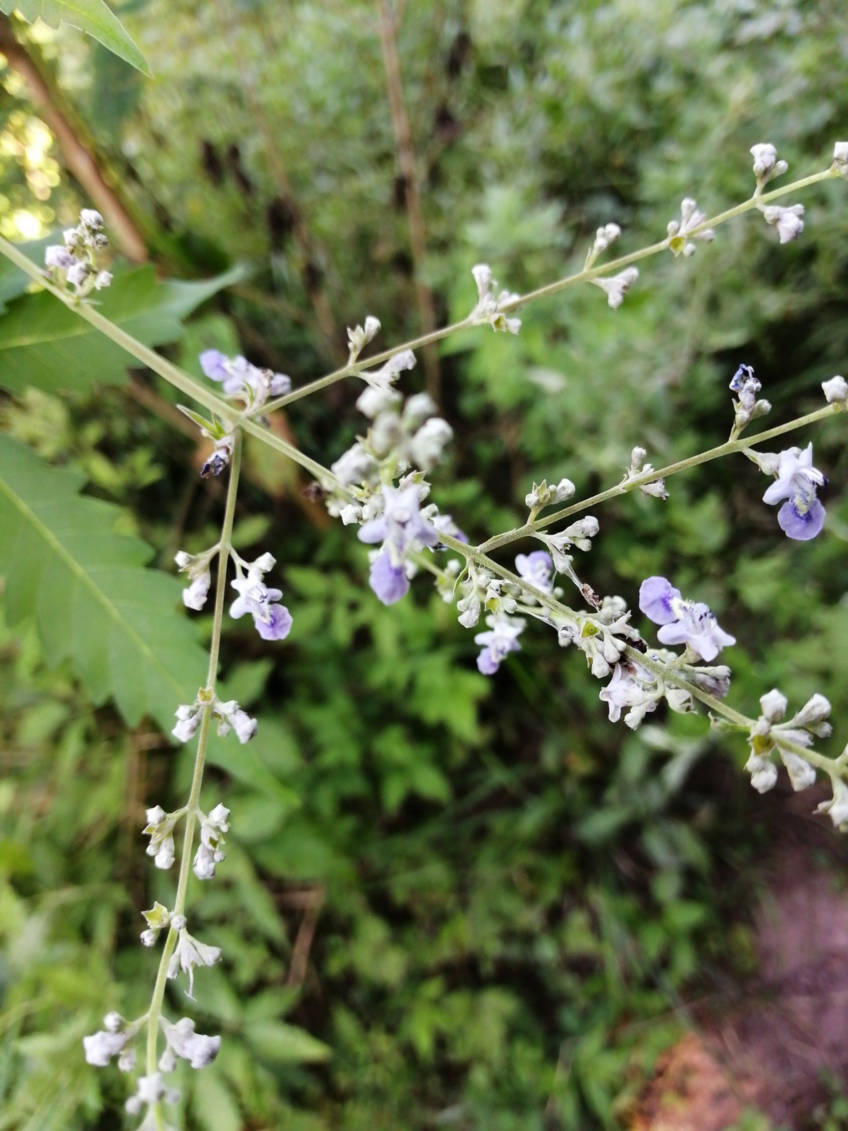 其它苗木 牡荆