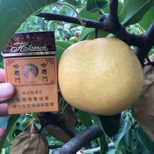 莒南县 大量批发园黄蜜梨香甜可口皮薄核小清热润肺梨品之王