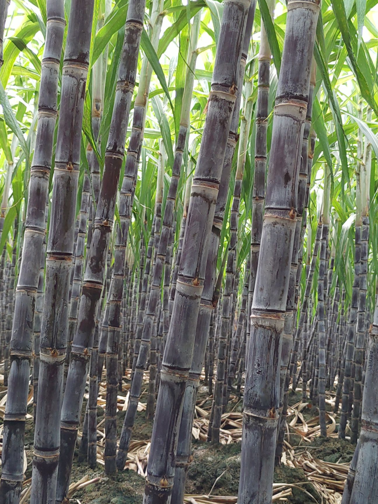 广西龙州县大量现货供应优质黑皮甘蔗