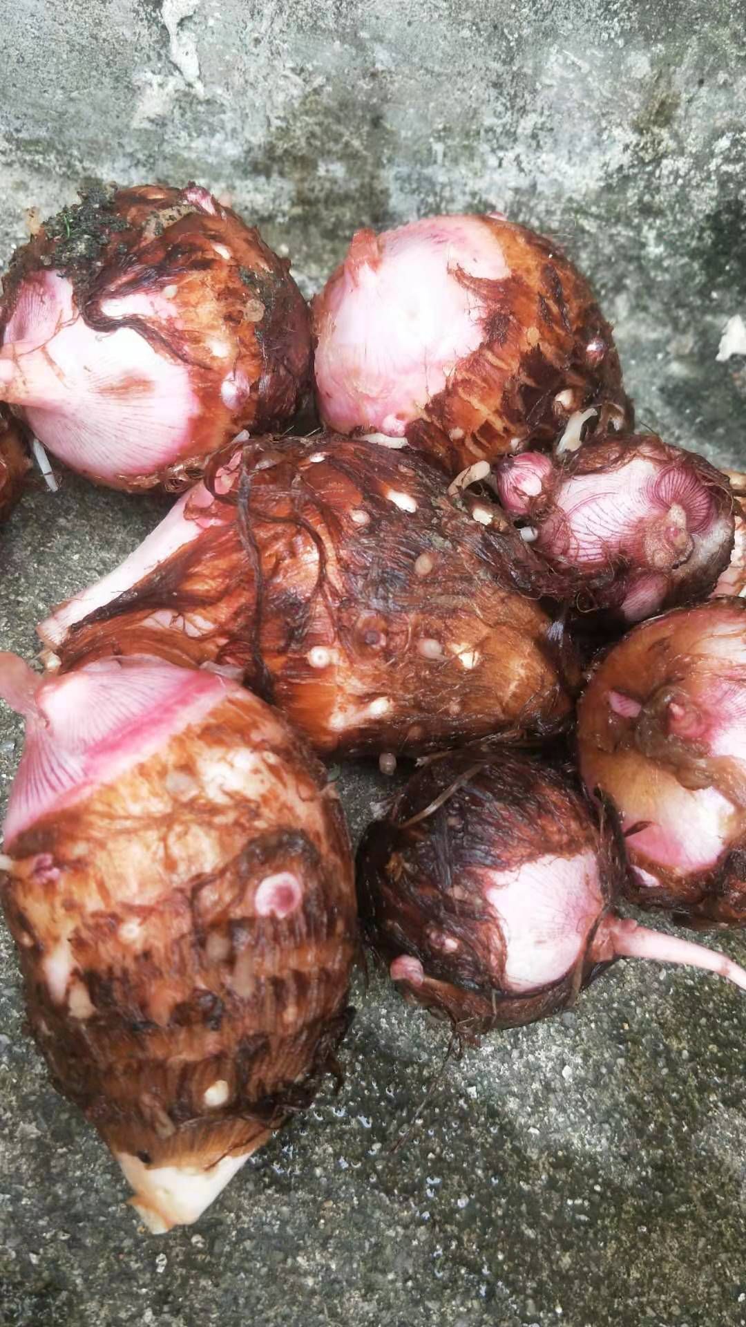  红牙芋  红牙芋头   本地红牙芋