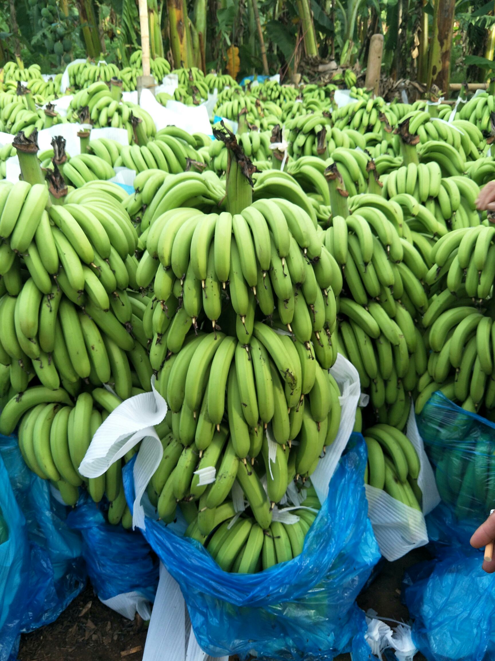 供应大厅  水果 香蕉 商品属性 品种名:广东香蕉1号 品种名:广东香蕉1