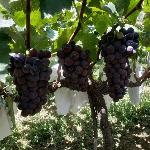 西安户太八号葡萄苗 户太八号葡萄现货供应
