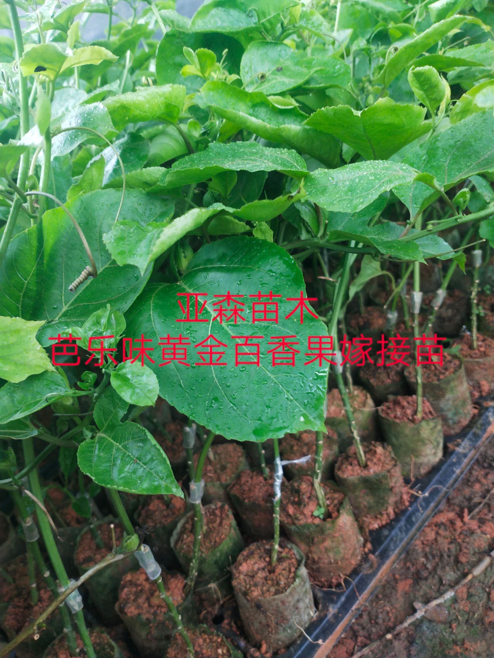 黄金百香果苗 芭乐味黄金百香果嫁接苗、正宗纯甜高产品种，果肉香甜，美味可口