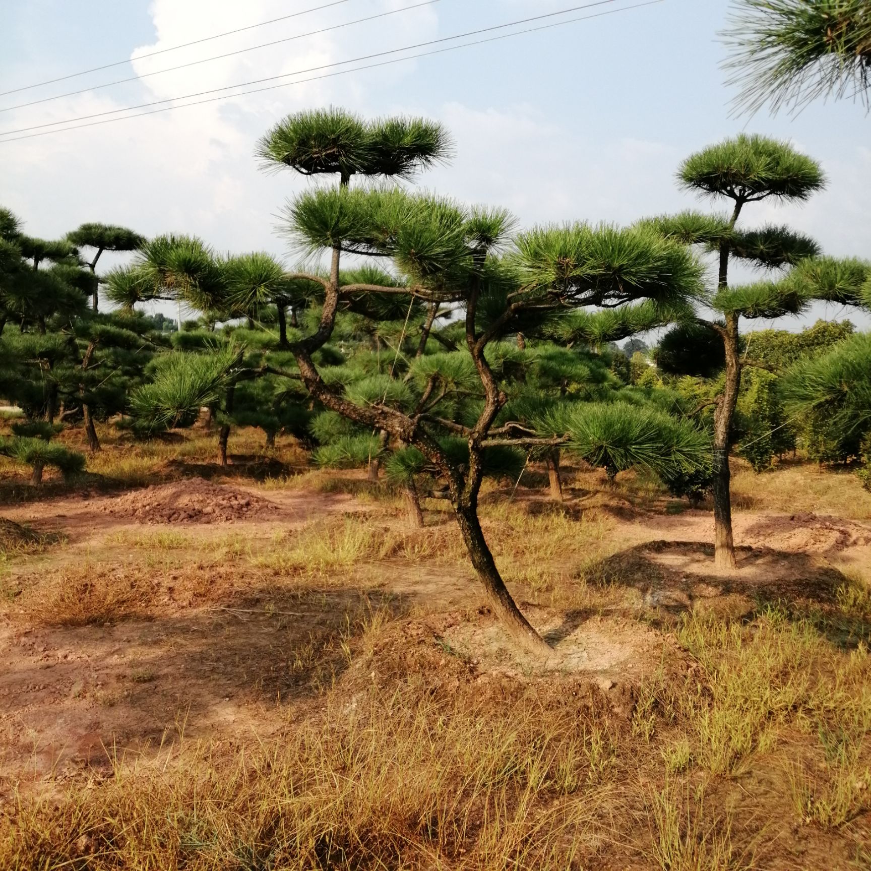  造型黑松！五針松！量大從優(yōu)！